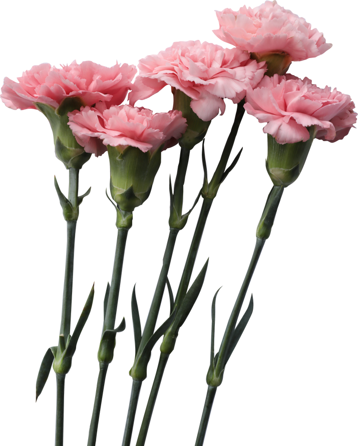 Five Carnation Flowers